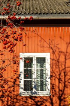 Sunlit red wooden house with a white window and rowan berries, casting artistic shadows.