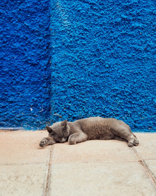 Photo of Cat Lying Down on Floor Near Blue Wall