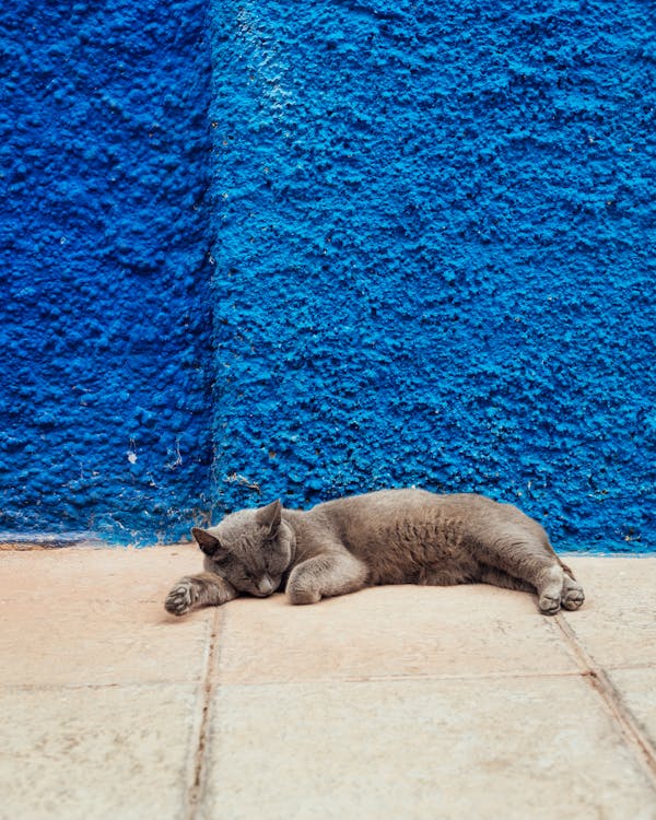 Free Photo of Cat Lying Down on Floor Near Blue Wall Stock Photo