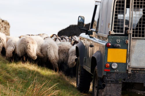 Free Green Vehicle Parked on Field Stock Photo