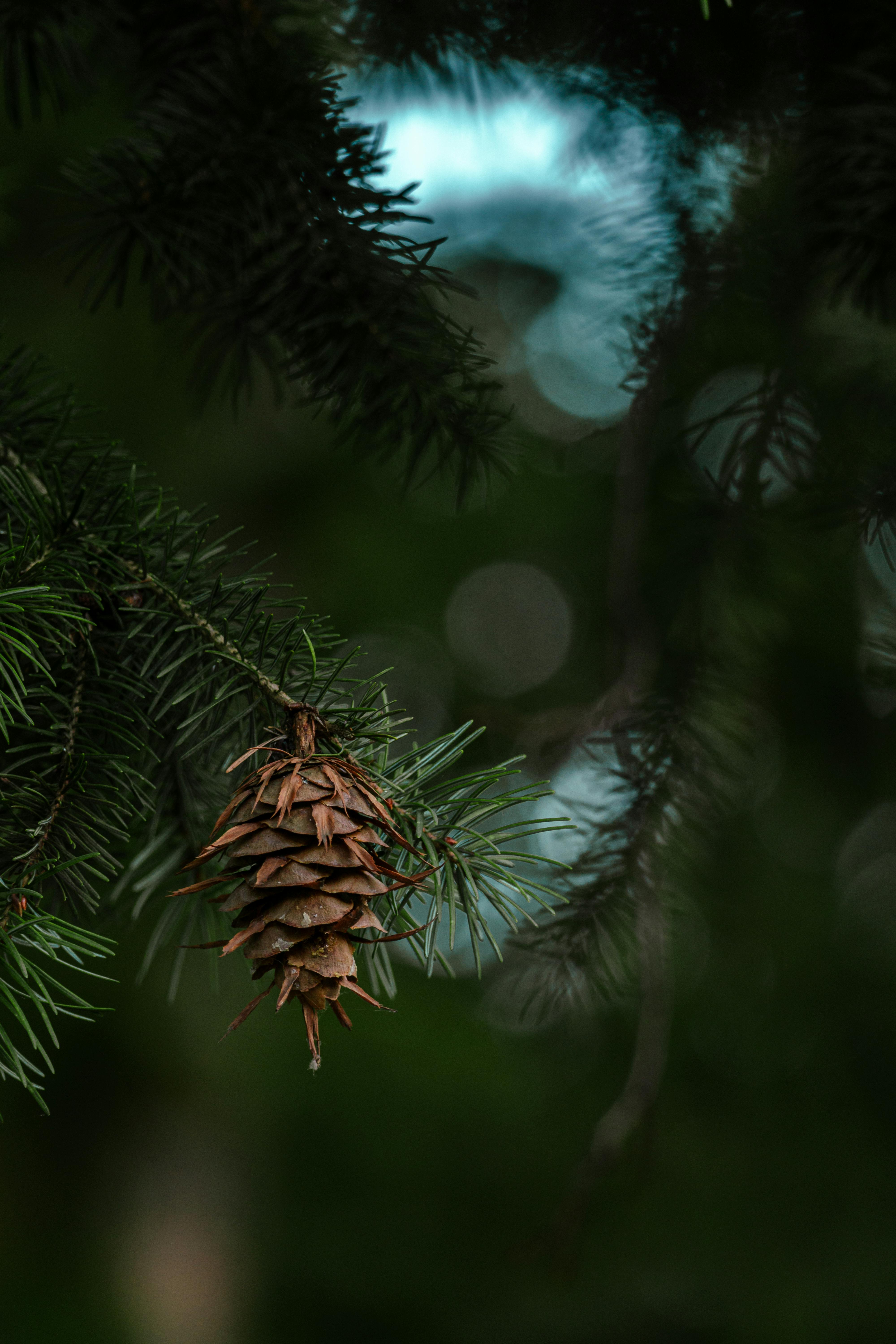 Detailed shot of a pine cone hanging from an evergreen tree branch in a wintery forest.