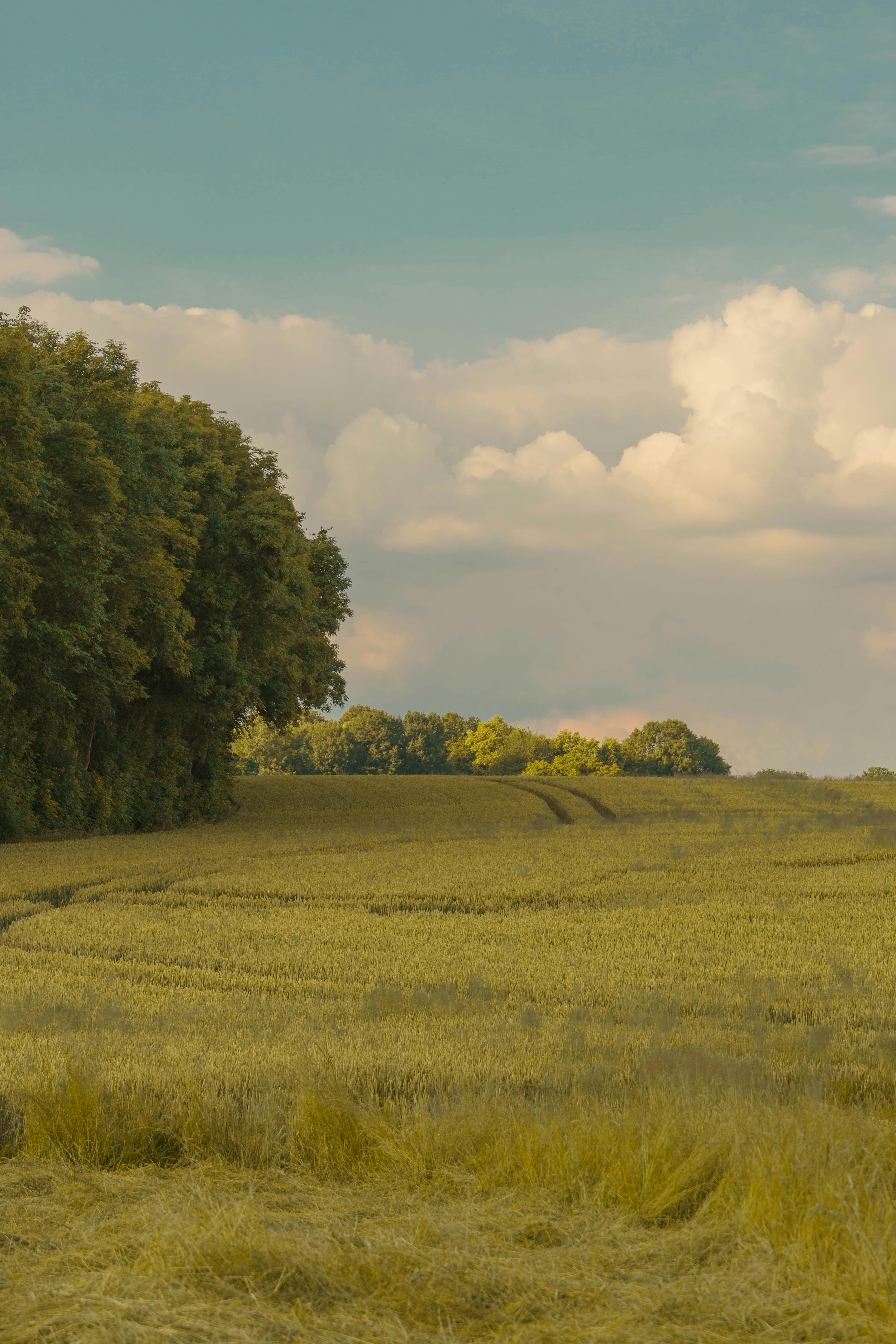 Serene rural wheat field with trees and cloudy sky, perfect for nature themes.