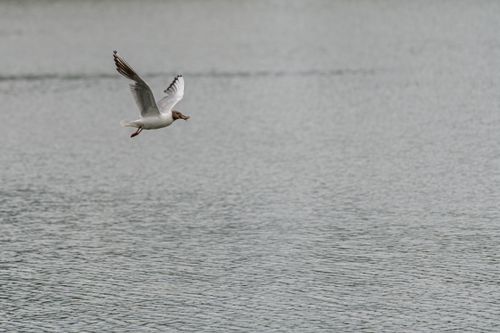 Free A serene capture of a gull flying gracefully over calm waters, emphasizing nature and wildlife. Stock Photo