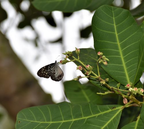 Free Butterfly Stock Photo
