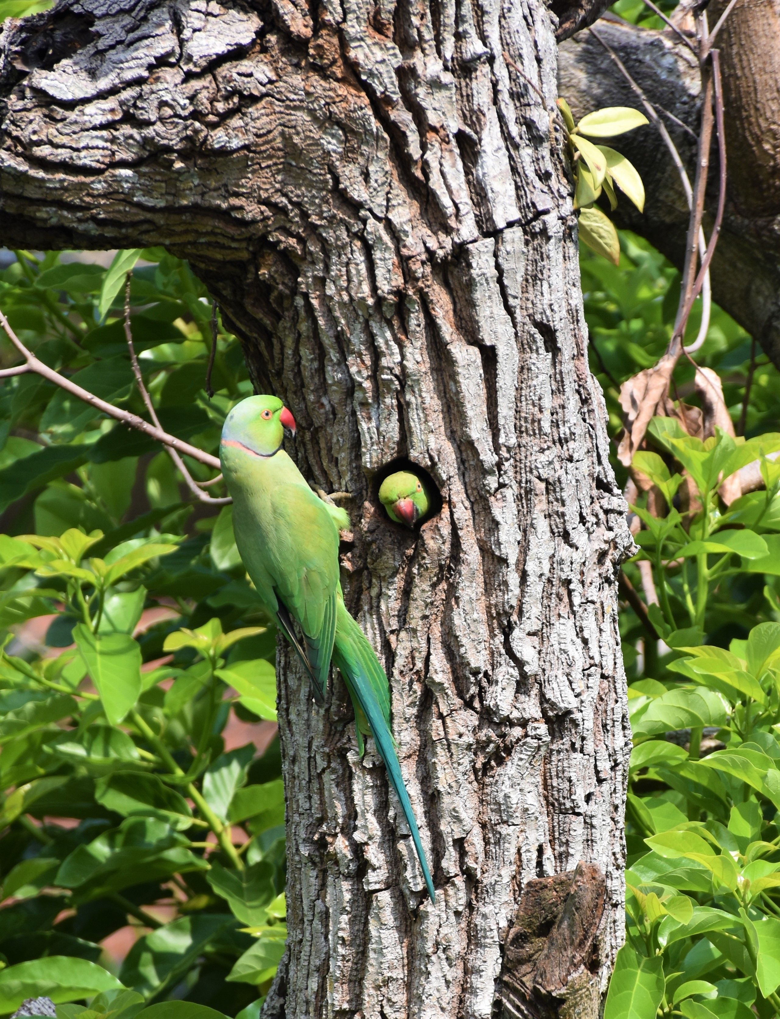 Parrots by Tree Hollow · Free Stock Photo