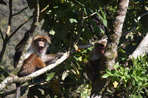 Free Monkey wow Stock Photo