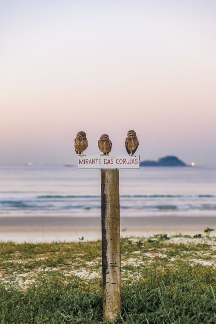 Three owls perched on a coastal post with a serene sea background at dusk.