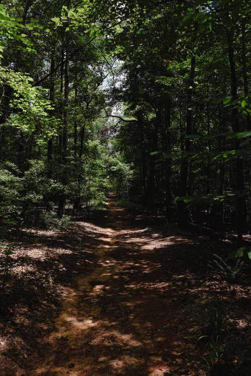 Free Explore the serene forest path in Lumpkin, Georgia, offering tranquility and natural beauty. Stock Photo