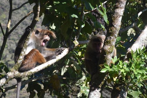 Free Shouting Monkey Stock Photo