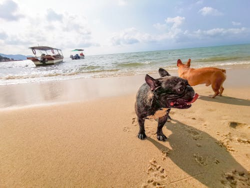 Ilmainen kuvapankkikuva tunnisteilla hiekkaranta, koira, meri