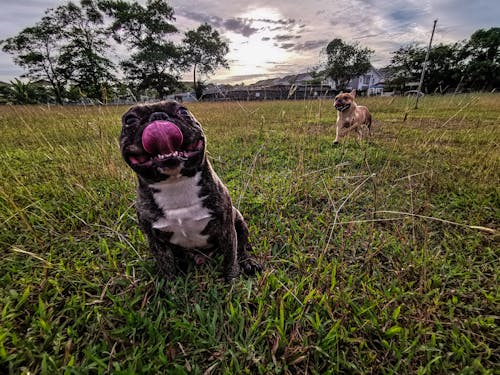 Ilmainen kuvapankkikuva tunnisteilla juokseminen, koira, ranskanbulldoggi