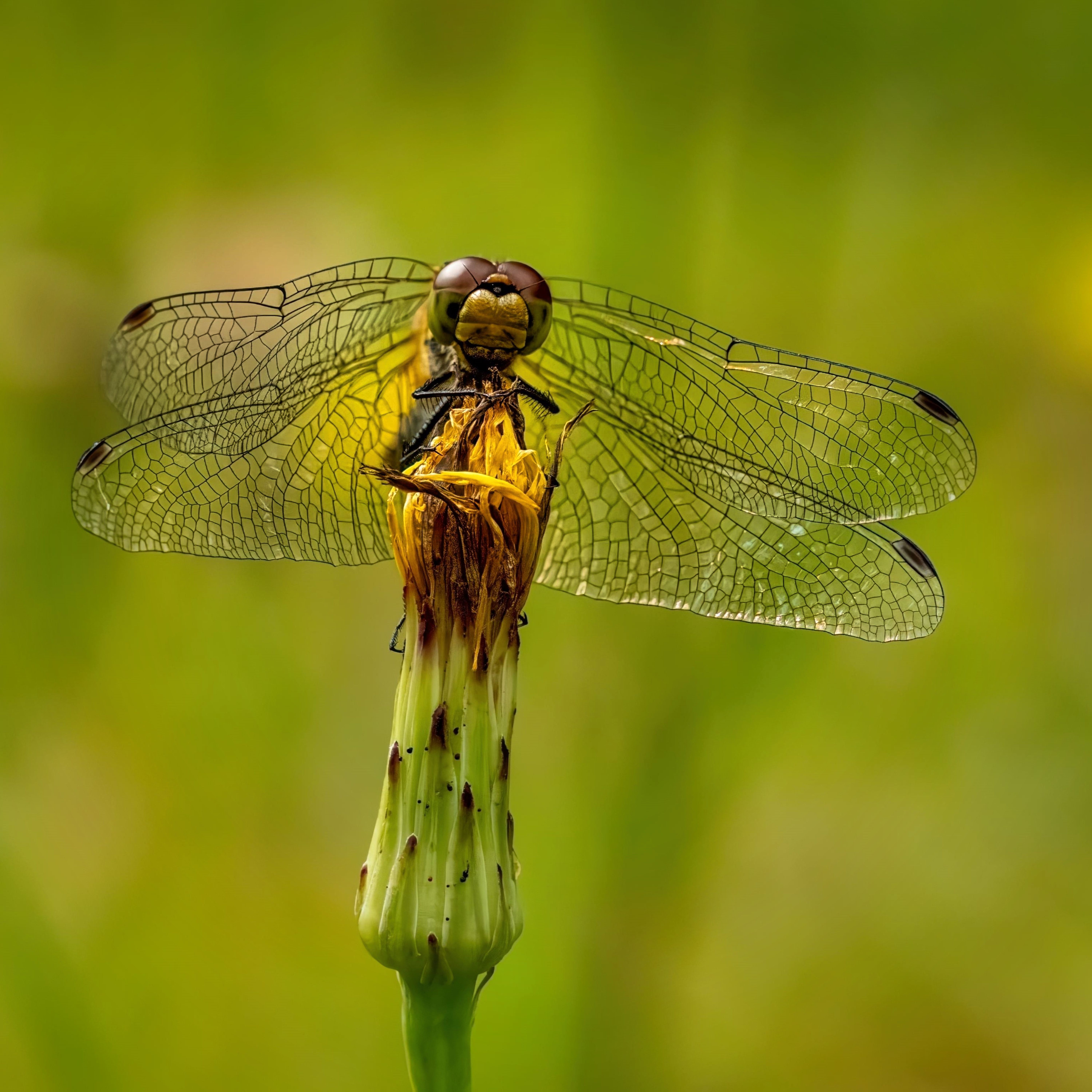Selective Focus of Dragonfly