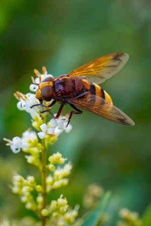Bee Wings Photos, Download The BEST Free Bee Wings Stock Photos & HD Images