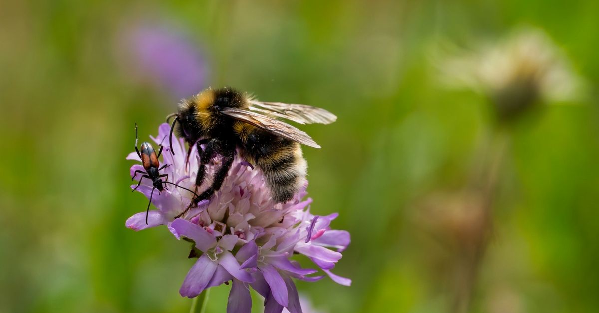 Spring Bees And Insects Bee and Insect on Purple Flower · Free Stock Photo