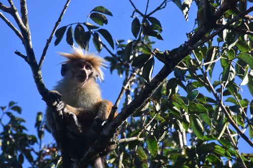 Free Monkey Style Stock Photo