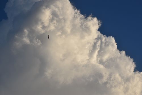 Free Ceylon Swallow Stock Photo