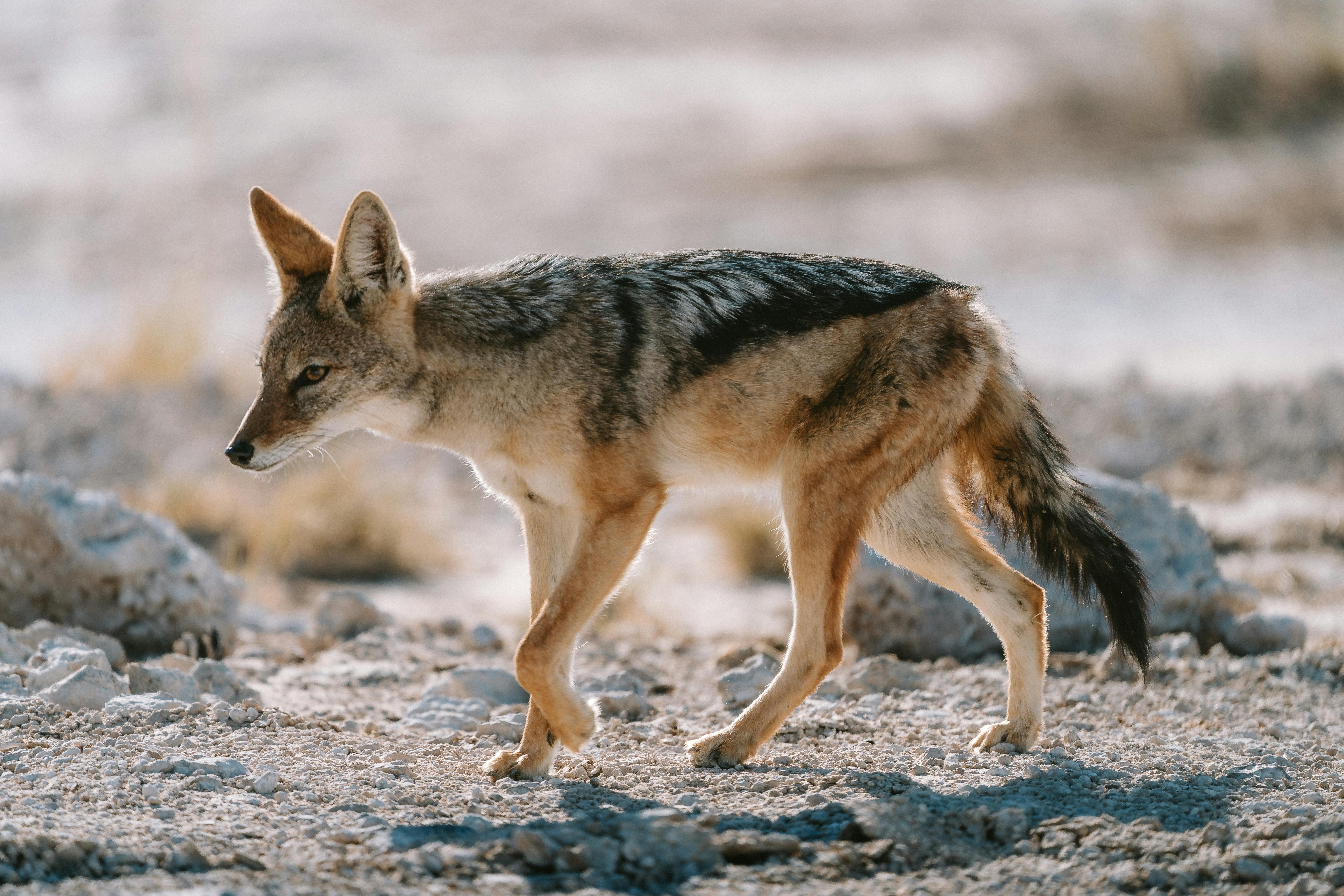 Black-backed jackal prowling in the Namibian desert, showcasing its natural habitat and behavior. - Etosha