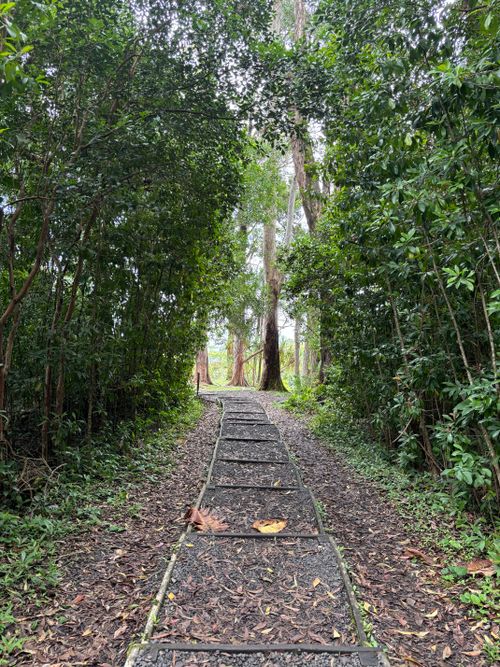 Free Explore a tranquil forest path surrounded by lush greenery in Maui County, Hawaii. Stock Photo