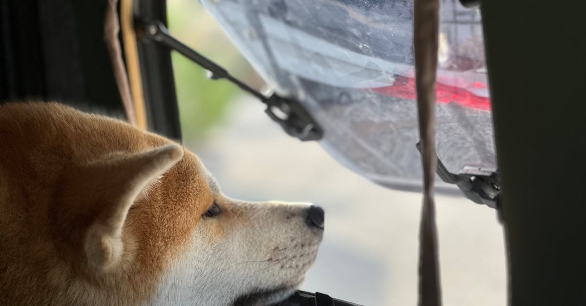 A dog looking out the window of a car