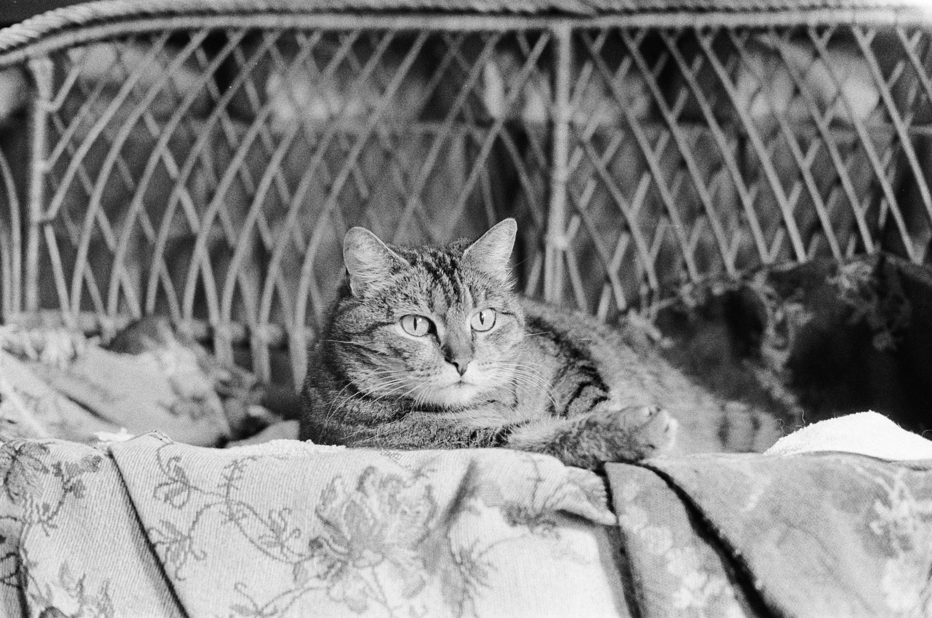 Foto: Михаил Крамор / Pexels