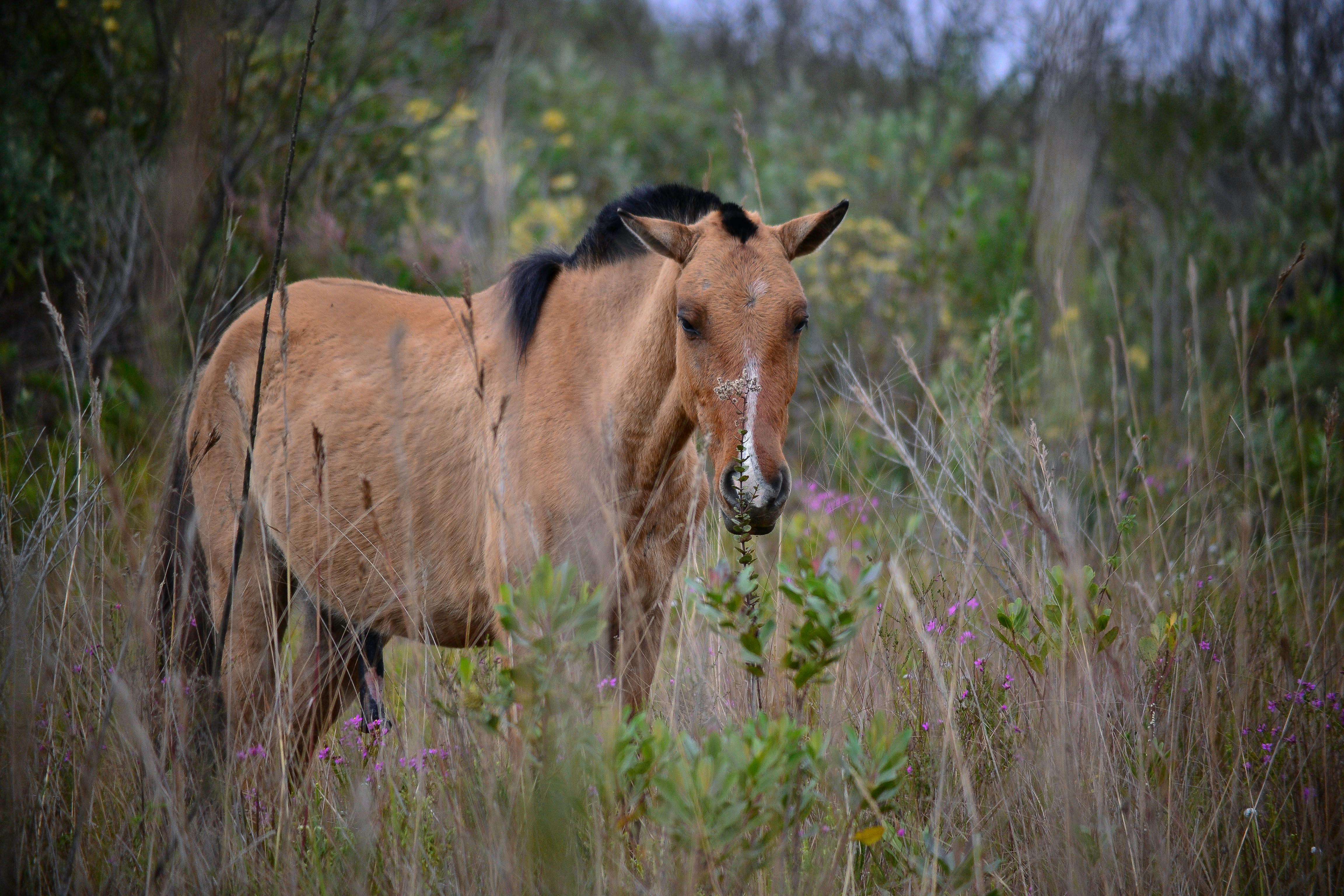 The Symbolism of the Fire Horse