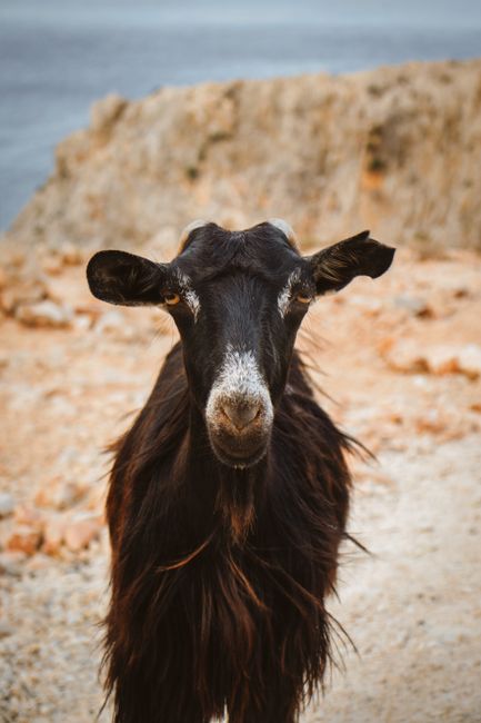 A close-up of a black goat in a rocky rural area in Greece, showcasing natural beauty.
