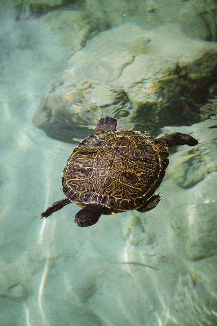 A turtle gracefully swimming in crystal-clear waters, showcasing its detailed shell pattern.