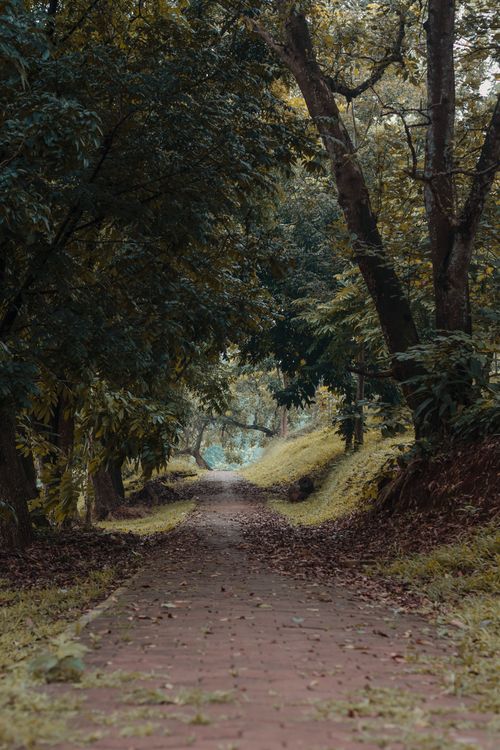 Free A tranquil forest park pathway surrounded by lush trees and greenery during summer. Stock Photo