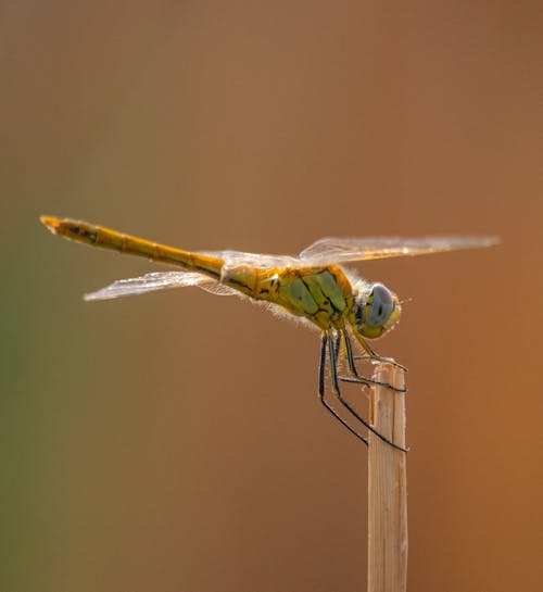 Free Yellow Dragonfly Perching Outdoors Stock Photo