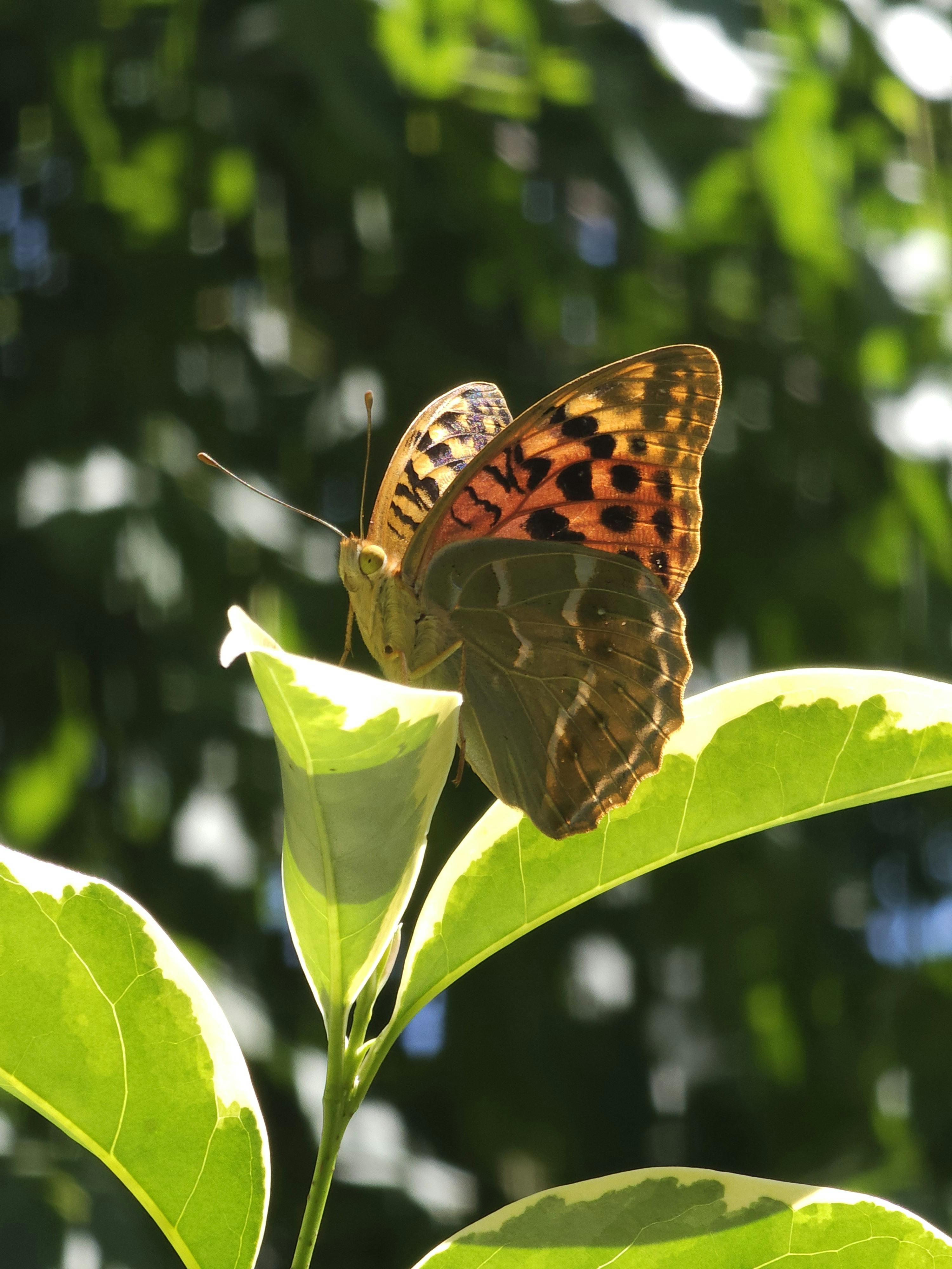 Species Iran Photos, Download The BEST Free Species Iran Stock Photos