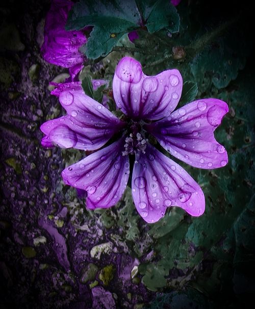 Free Flower Stock Photo