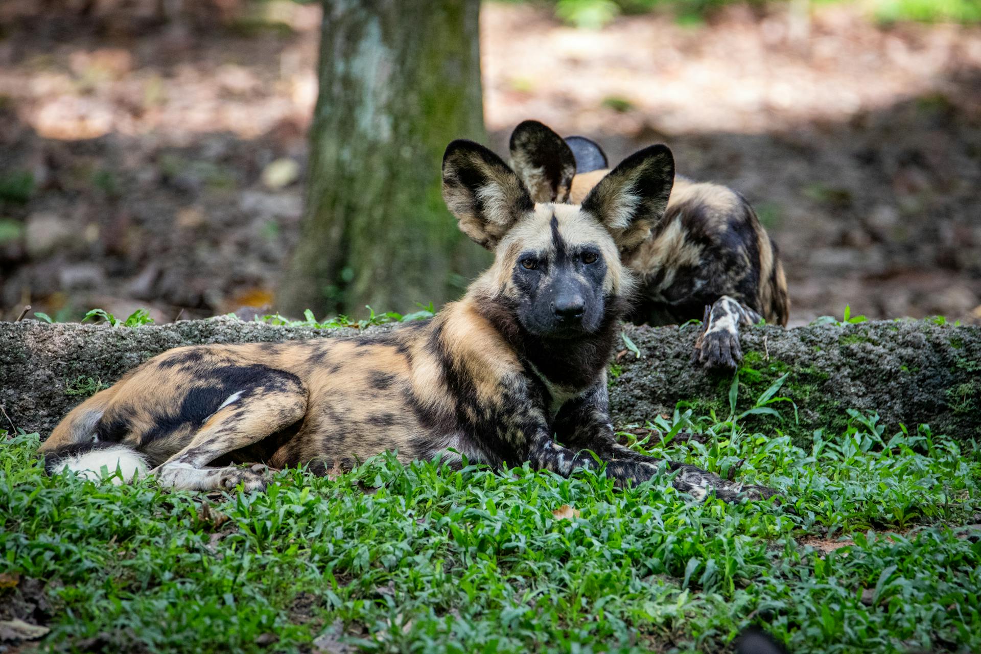 African Wild Dogs Lying in the Forest