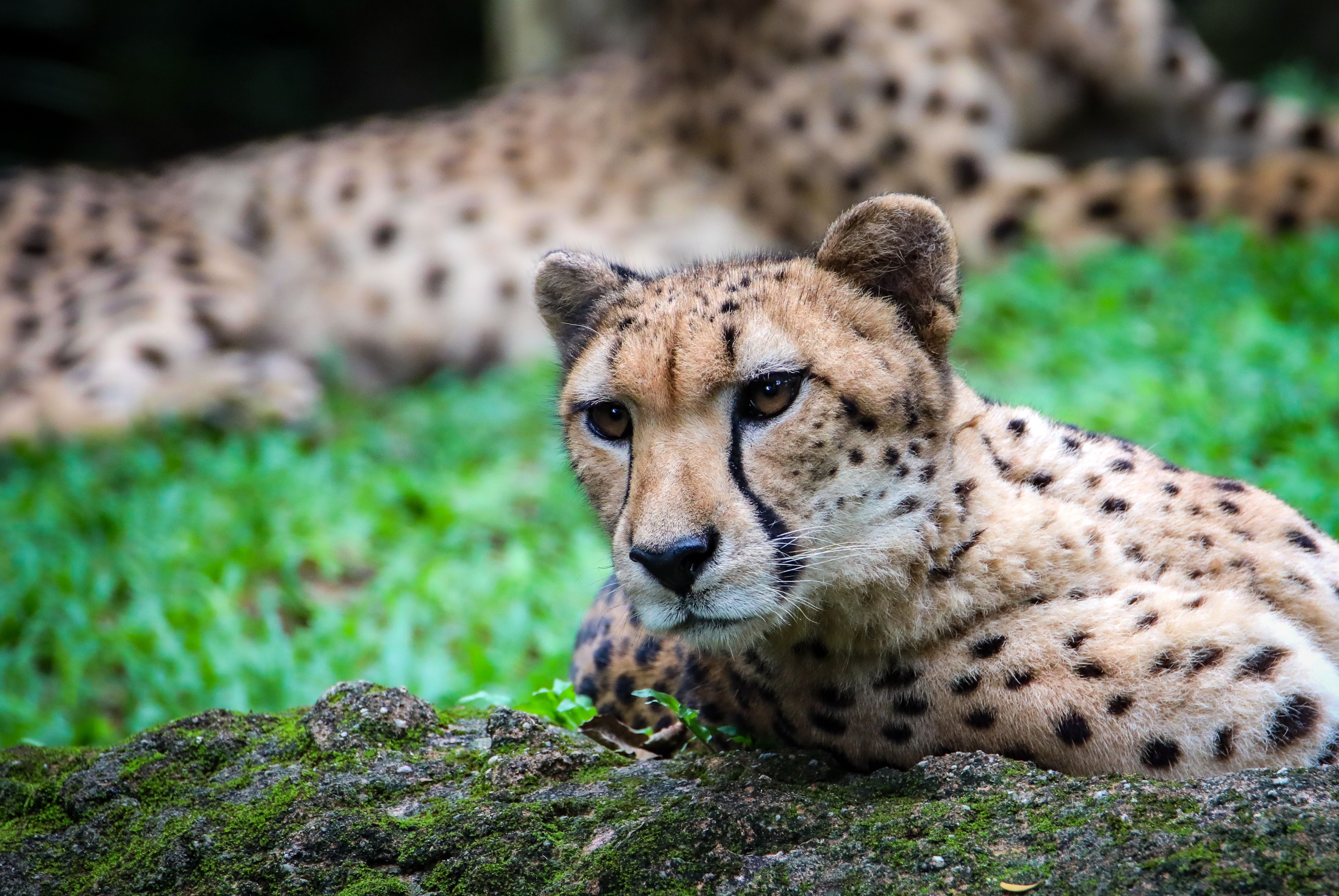 Gratis stockfoto met acinonyx jubatus, Afrika, bedreigde Stockfoto