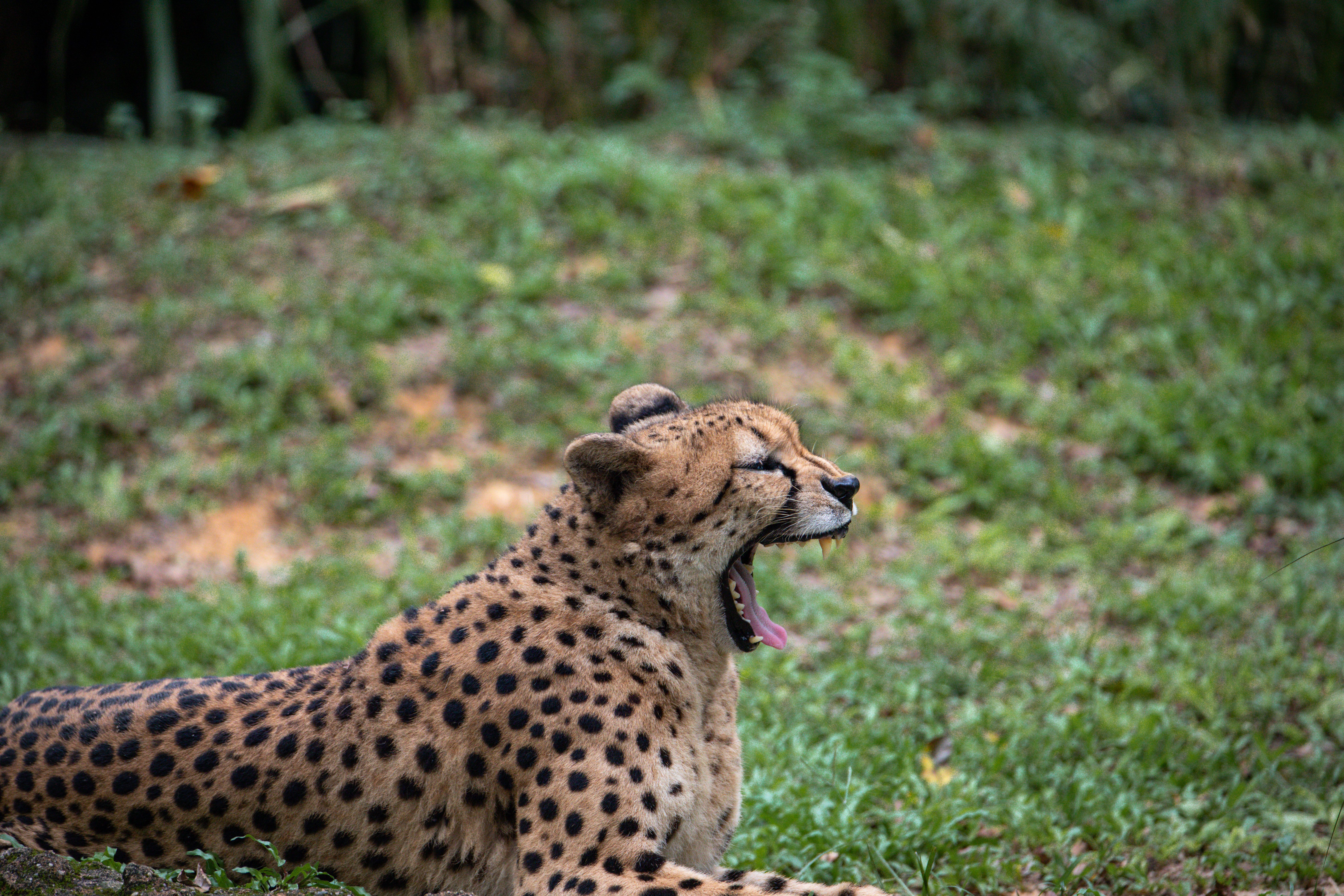 Gratuit Photos gratuites de à pois, acinonyx jubatus, afrique Photos
