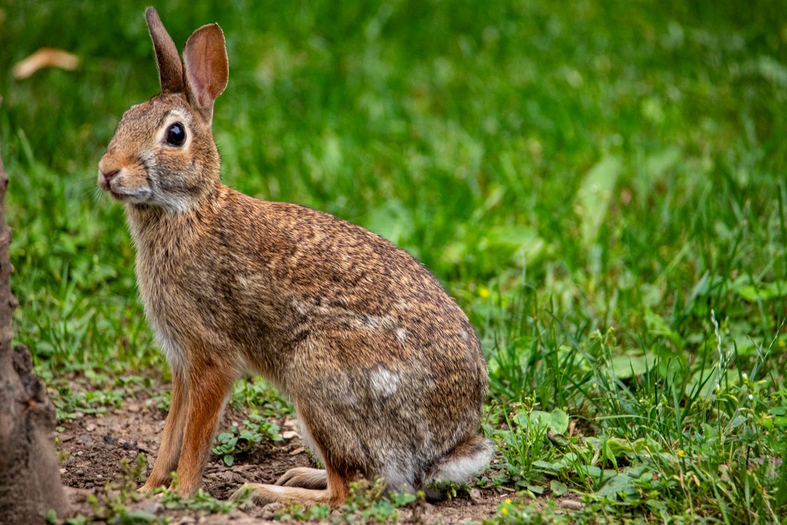 Portrait of a Brown Rabbit Standing Outdoors · Free Stock Photo