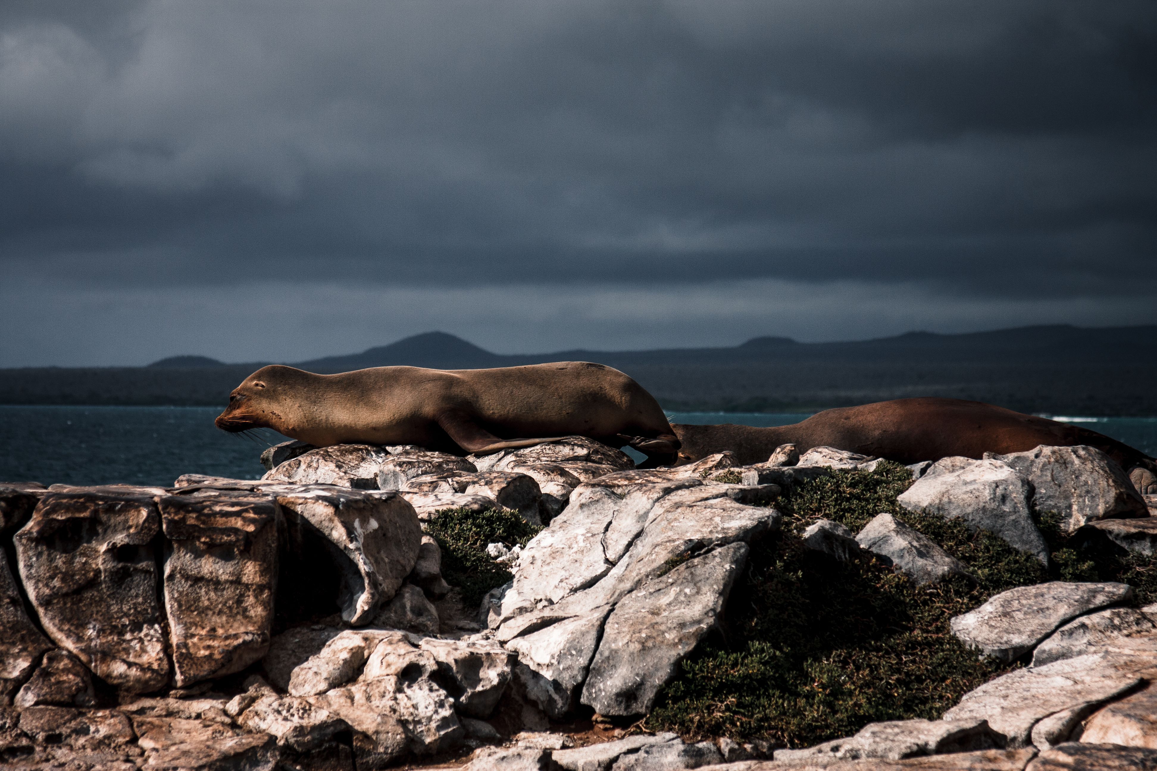 A Galapagos sea lion resting on rugged rocks against a dramatic sky. A Galapagos sea lion resting on rugged rocks against a dramatic sky.