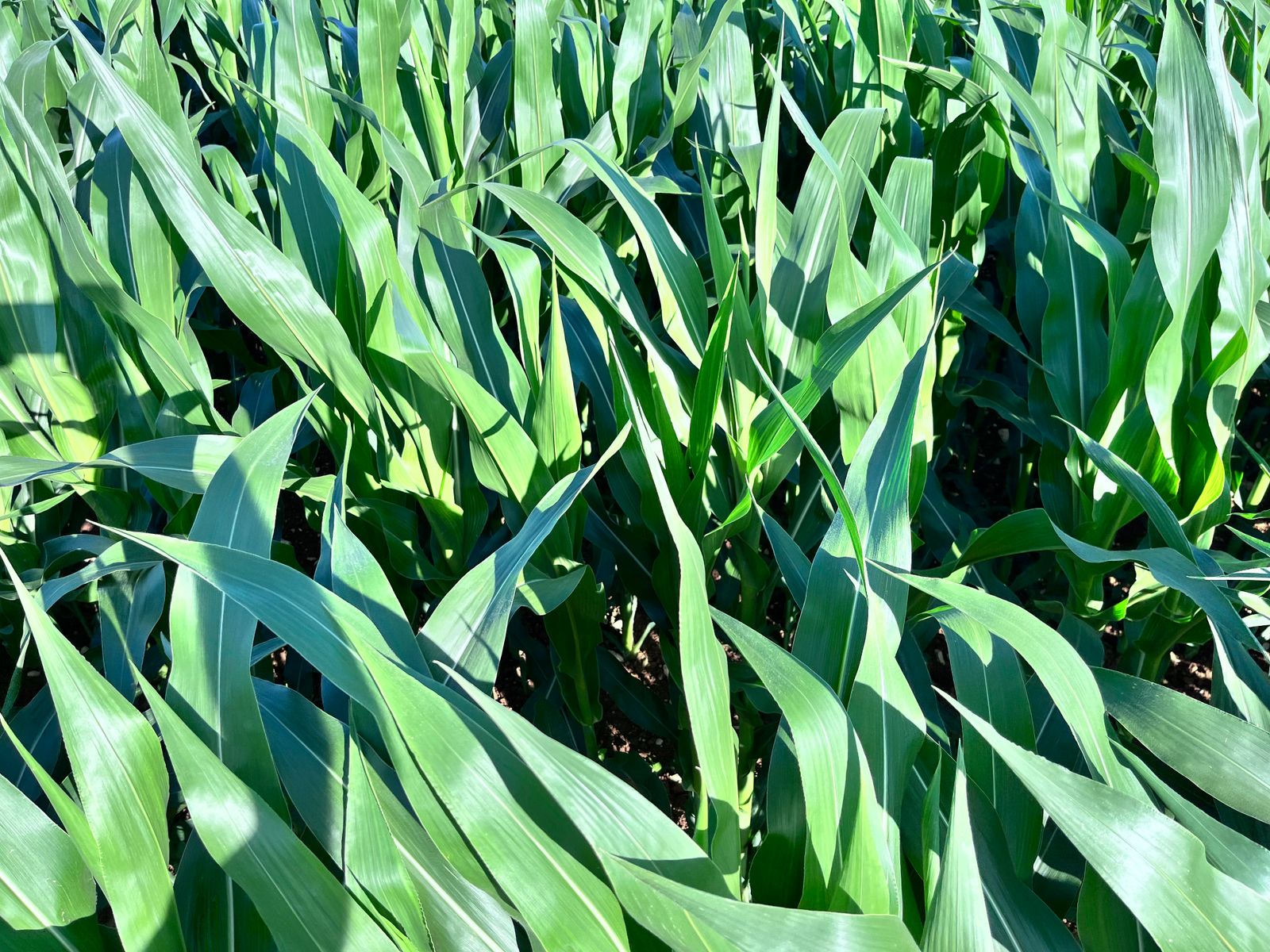 Feuilles vertes denses de jeunes plants de maïs dans un champ d'été