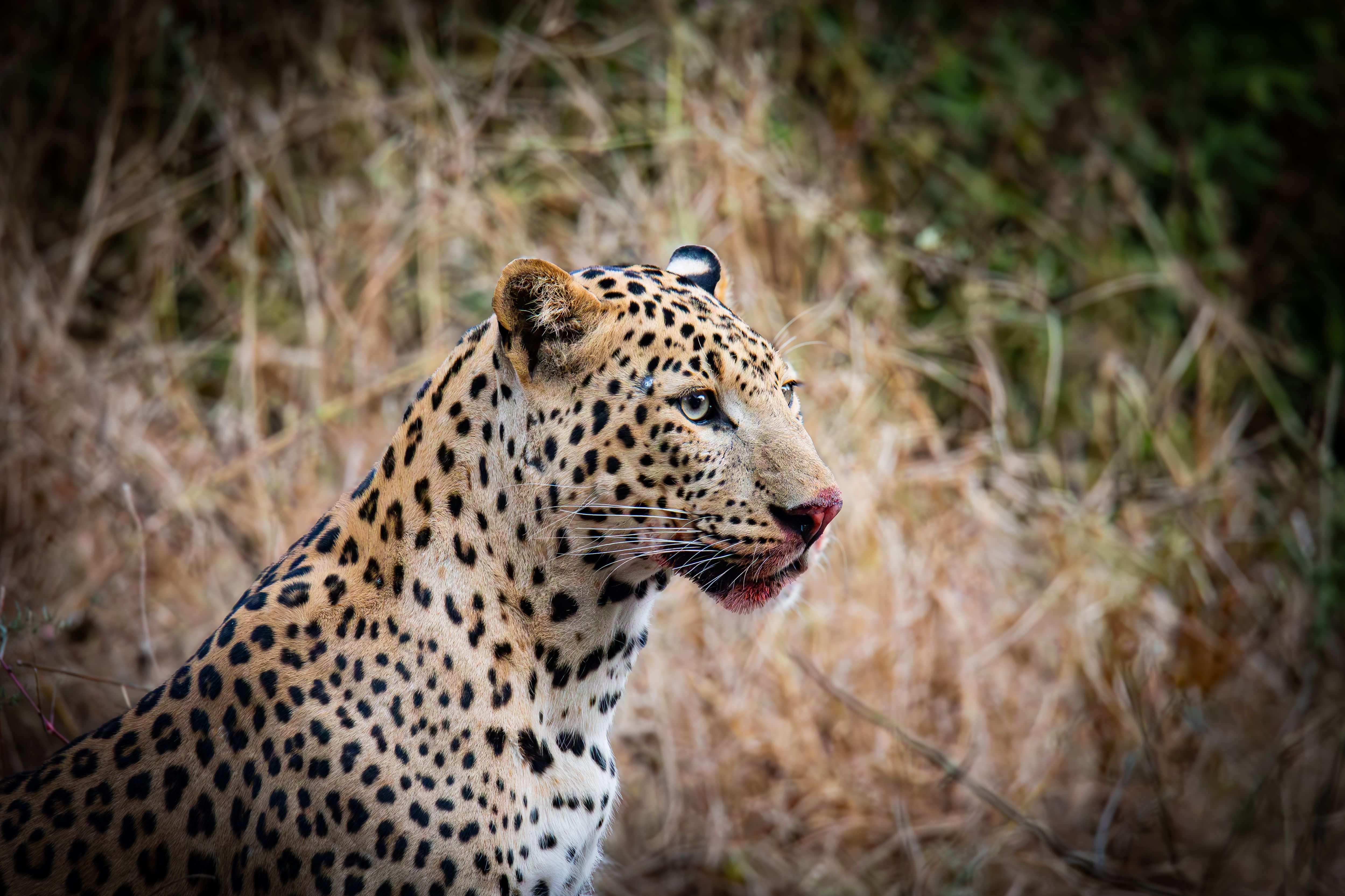 Gratuit Photos gratuites de à pois, afrique, animal en gros plan Photos