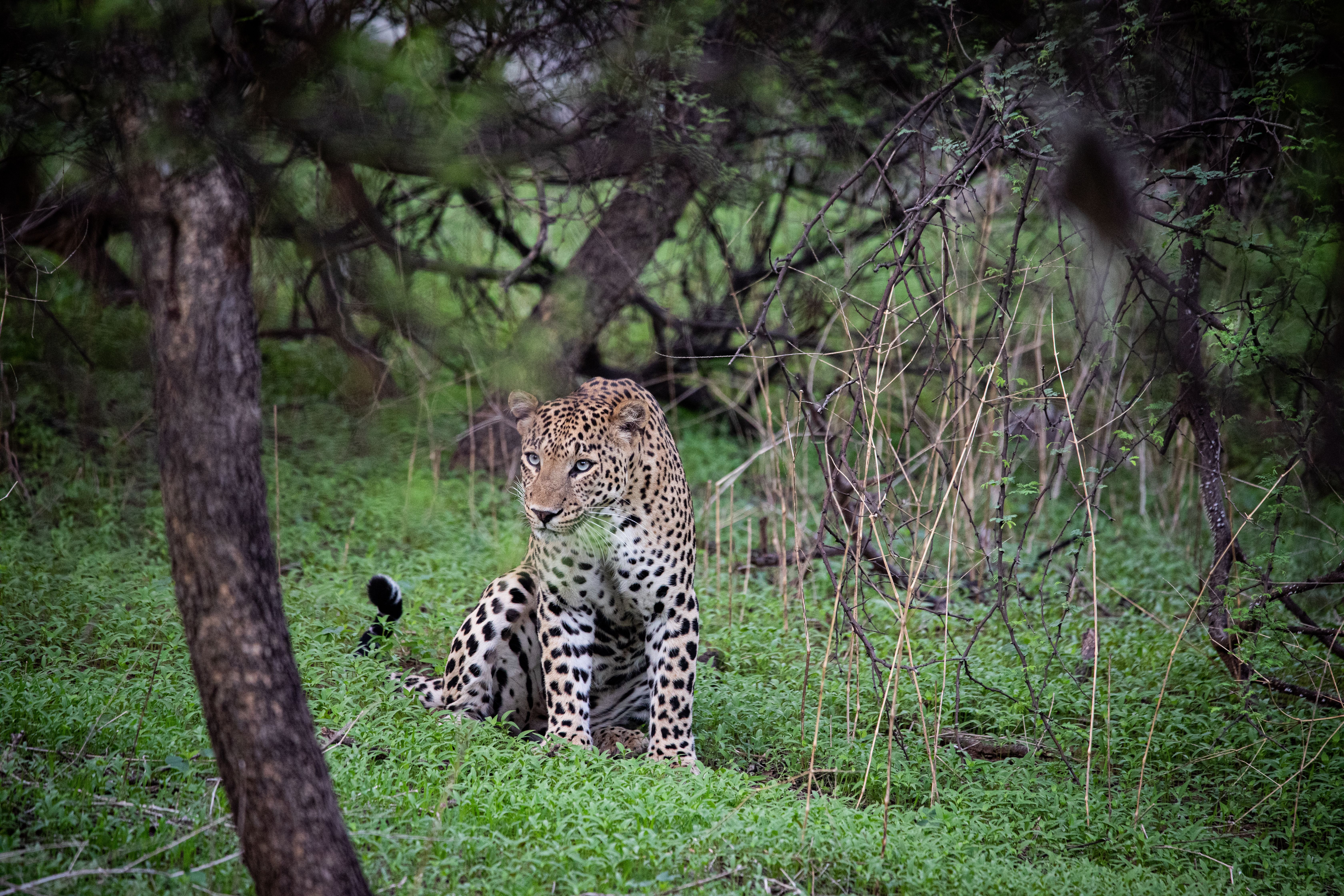 Gratuit Photos gratuites de à pois, acinonyx jubatus, arbres Photos