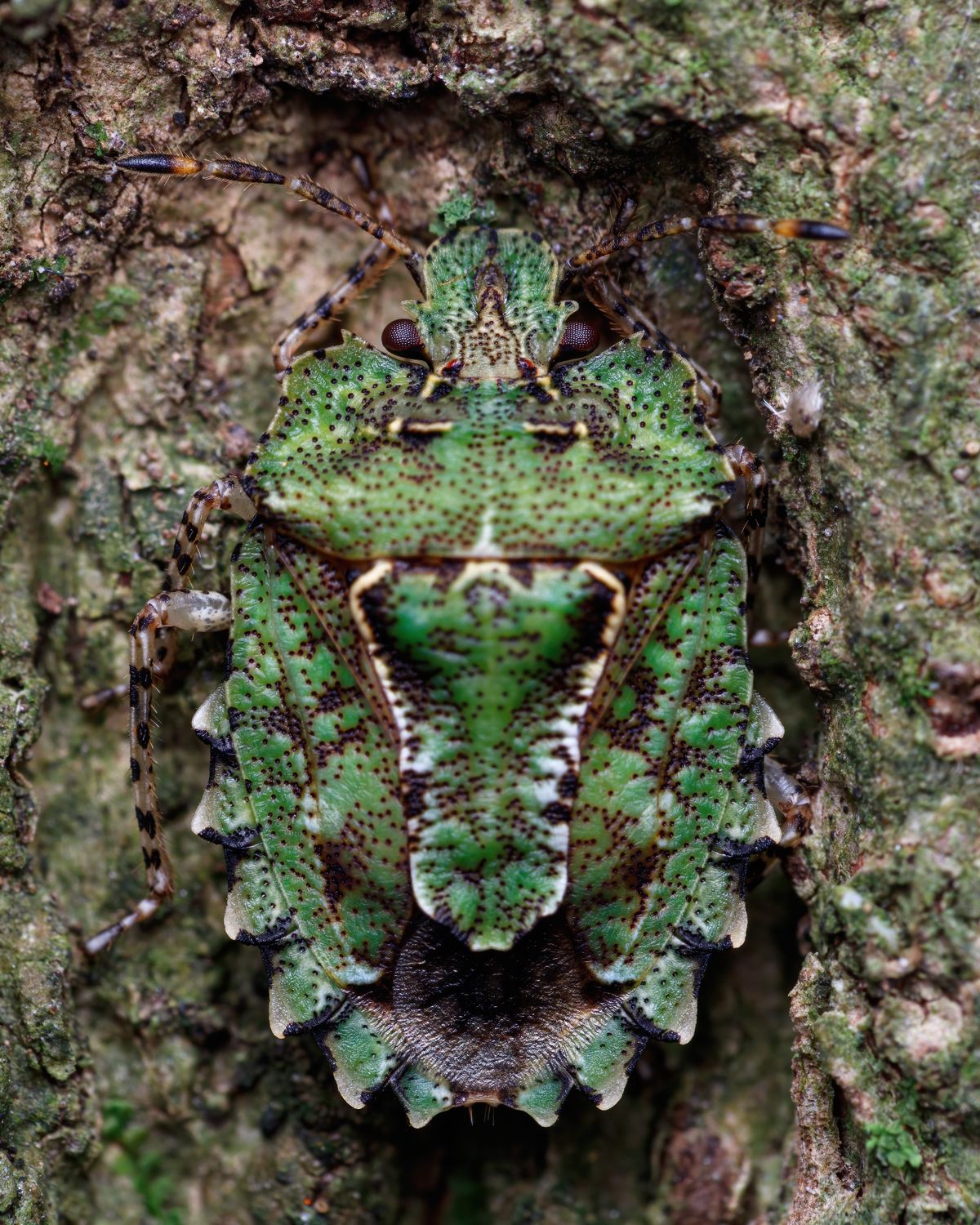 Green Stink Bug on a Tree Trunk · Free Stock Photo