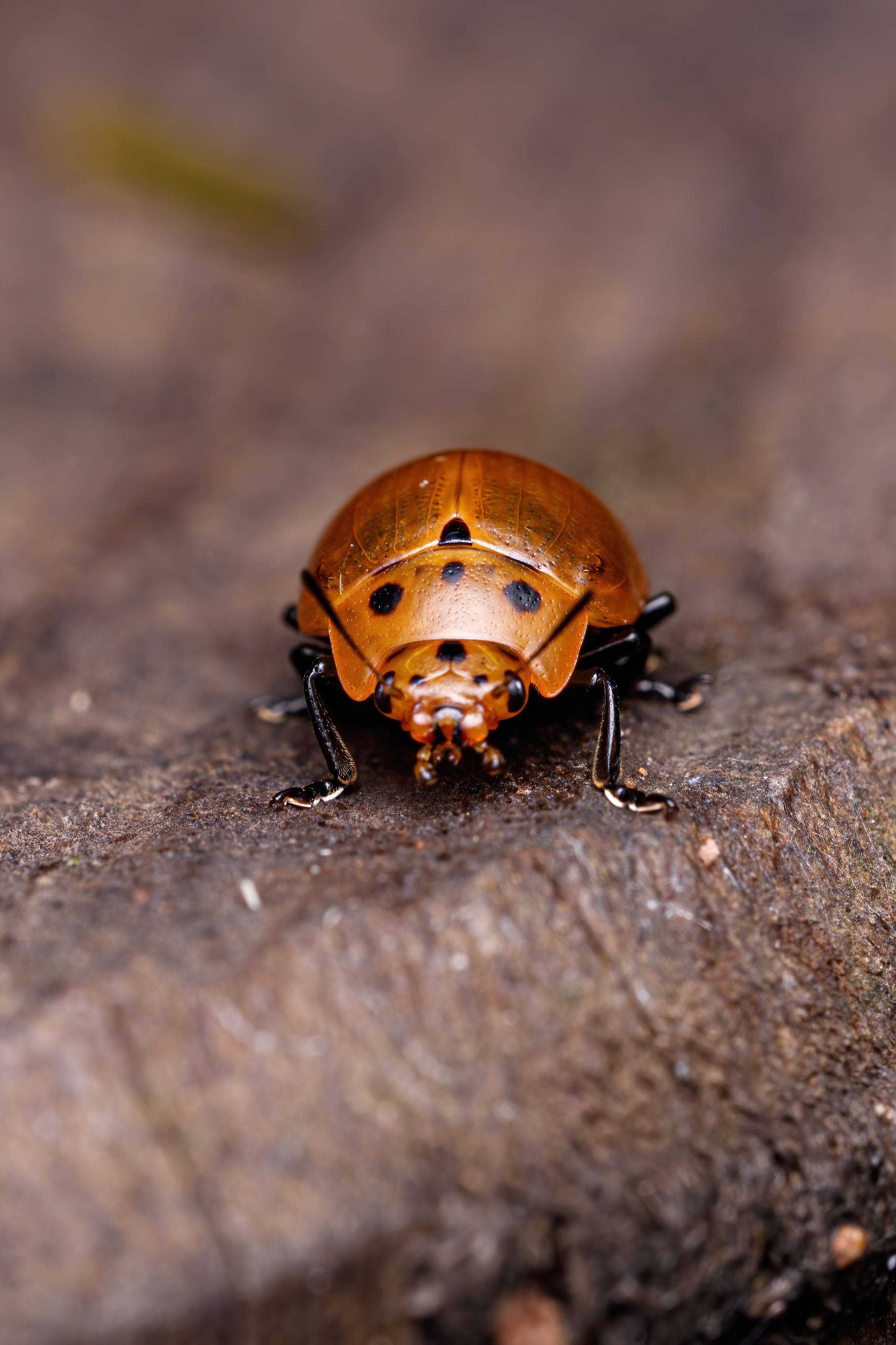 Detailed image of a grapevine beetle on a natural surface.