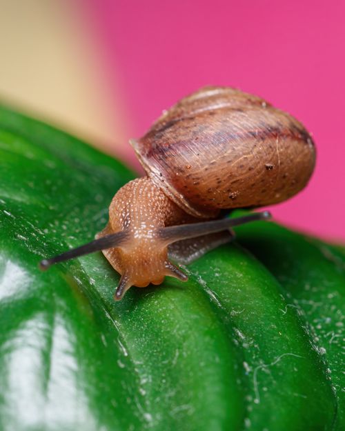 Free Detailed macro shot of a brown snail on a vibrant green leaf with a blurred pink background. Stock Photo