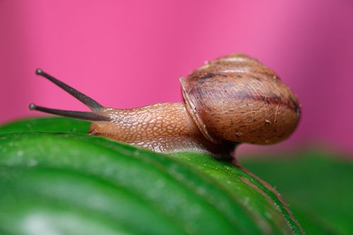 Free Living garden snail crawling on a vibrant green leaf with a pink background. Stock Photo