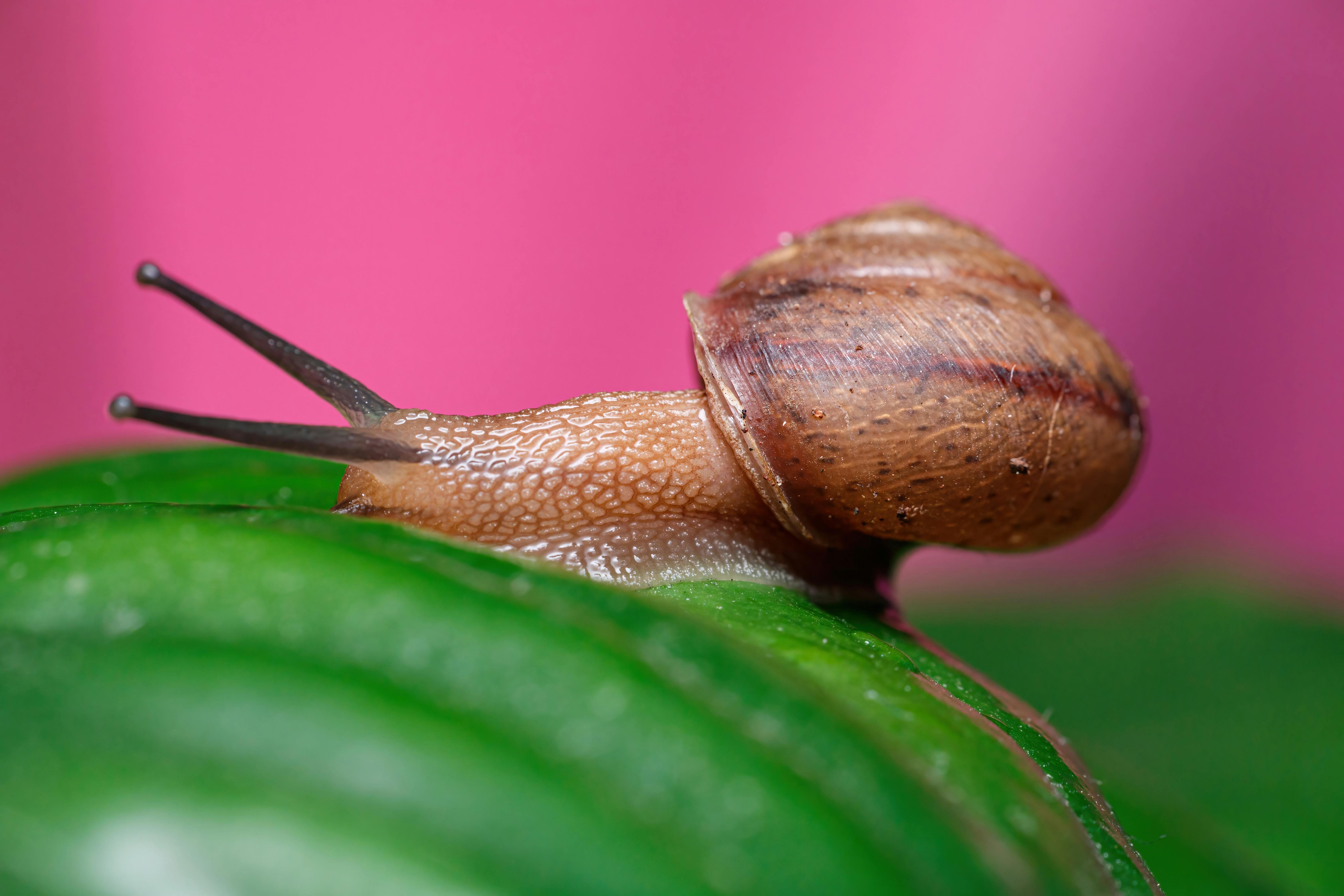 Gratuit Photos gratuites de à corps mou, animal, bave Photos