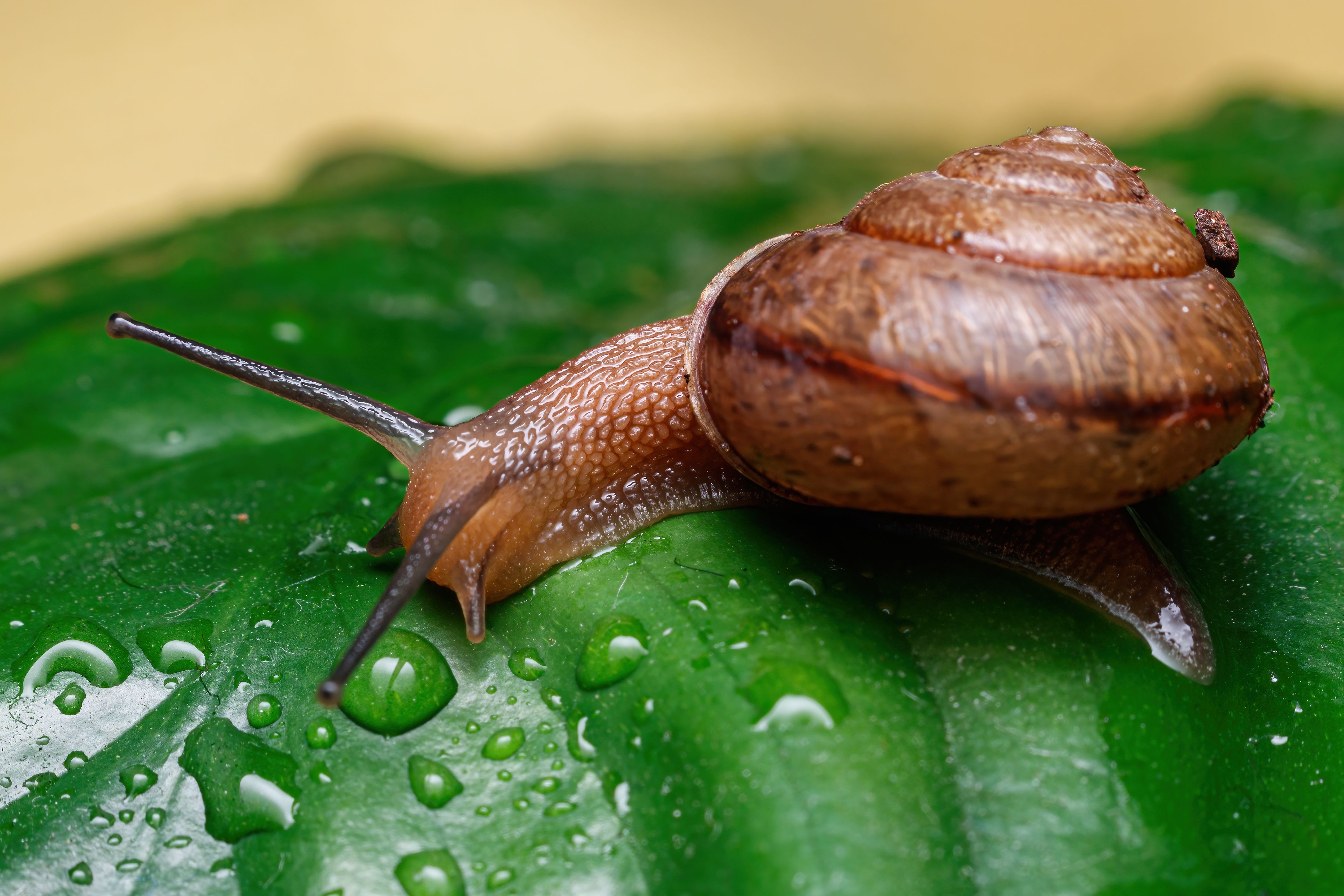 Macro photo of a garden snail crawling across a wet green leaf, the animal whose secretion filtrate is the first ingredient in a snail essence — Detailed macro shot of a garden snail crawling on a green leaf with water droplets. — Photo by cassius cardoso on Pexels