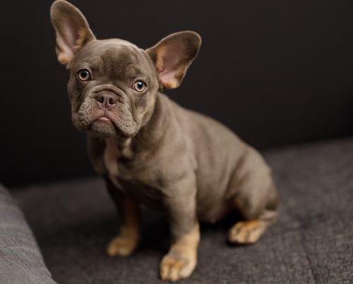 Free Adorable French Bulldog puppy sitting on a couch in a cozy indoor setting, looking curious and cute. Stock Photo
