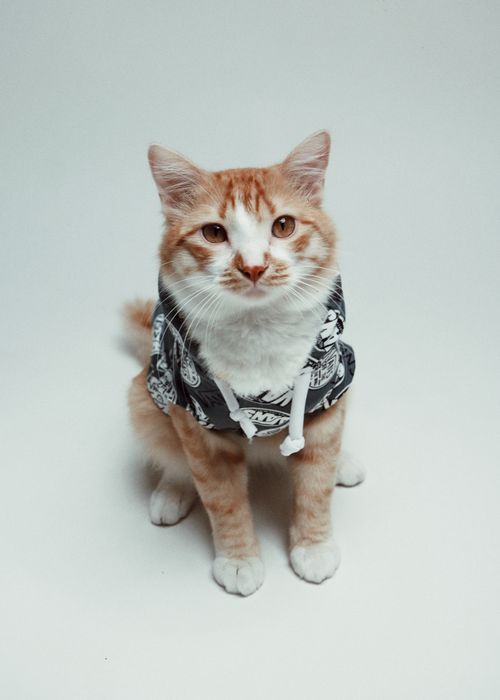 Free Adorable ginger cat wearing a stylish hoodie in a studio shoot on a white background. Stock Photo