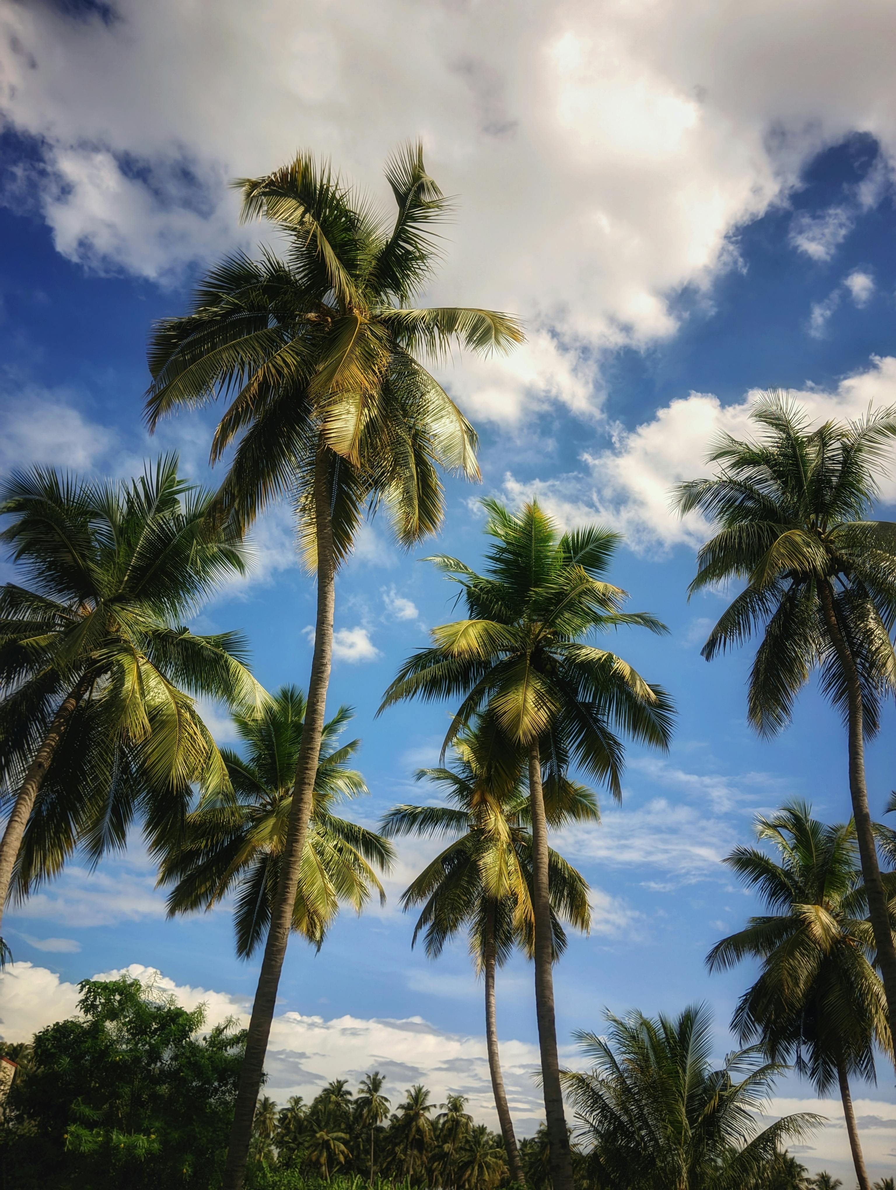 Majestic palm trees stretch towards the sky in Gobichettipalayam, India.