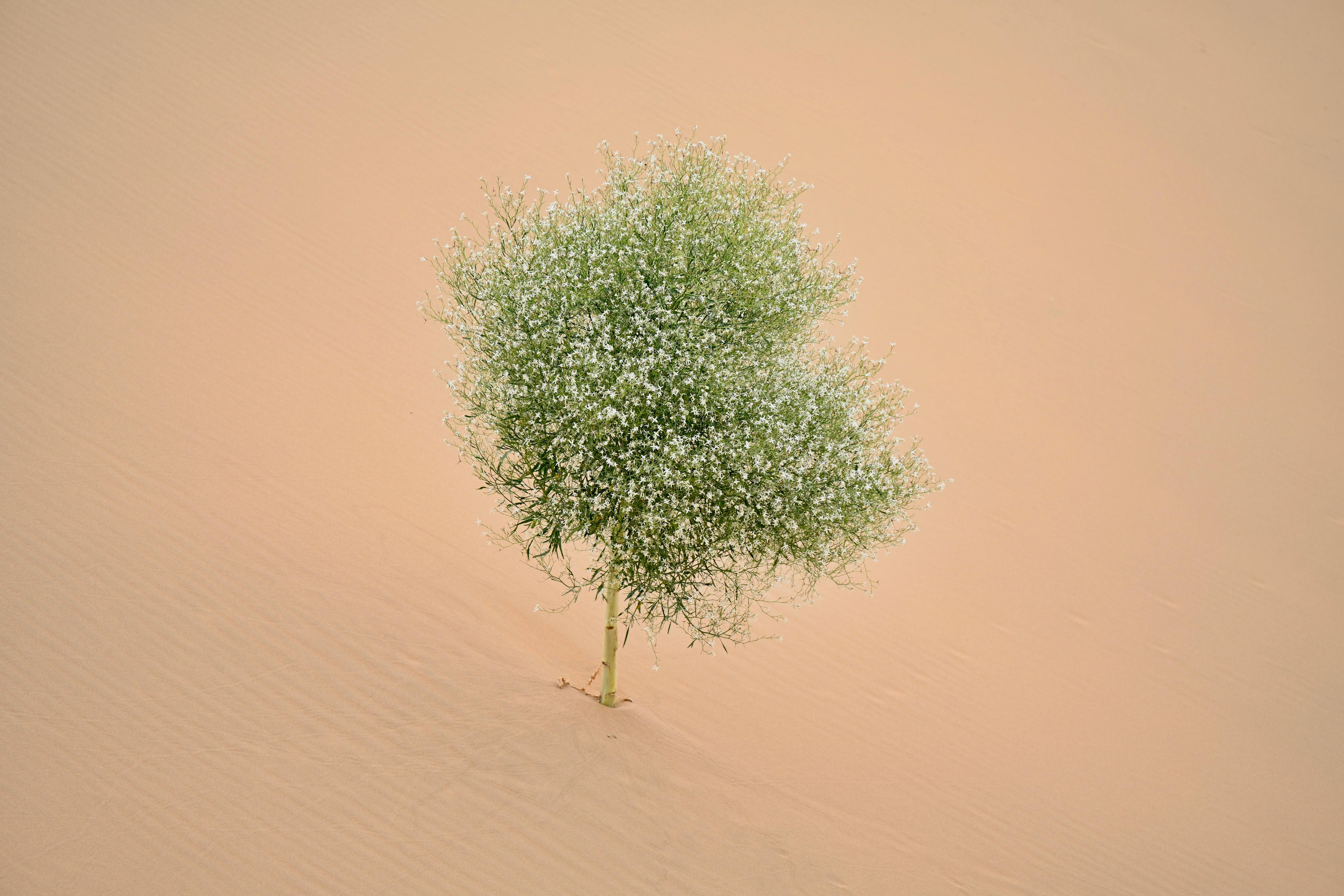 Aerial view of a lone bush growing in the sandy desert of Inner Mongolia, China.