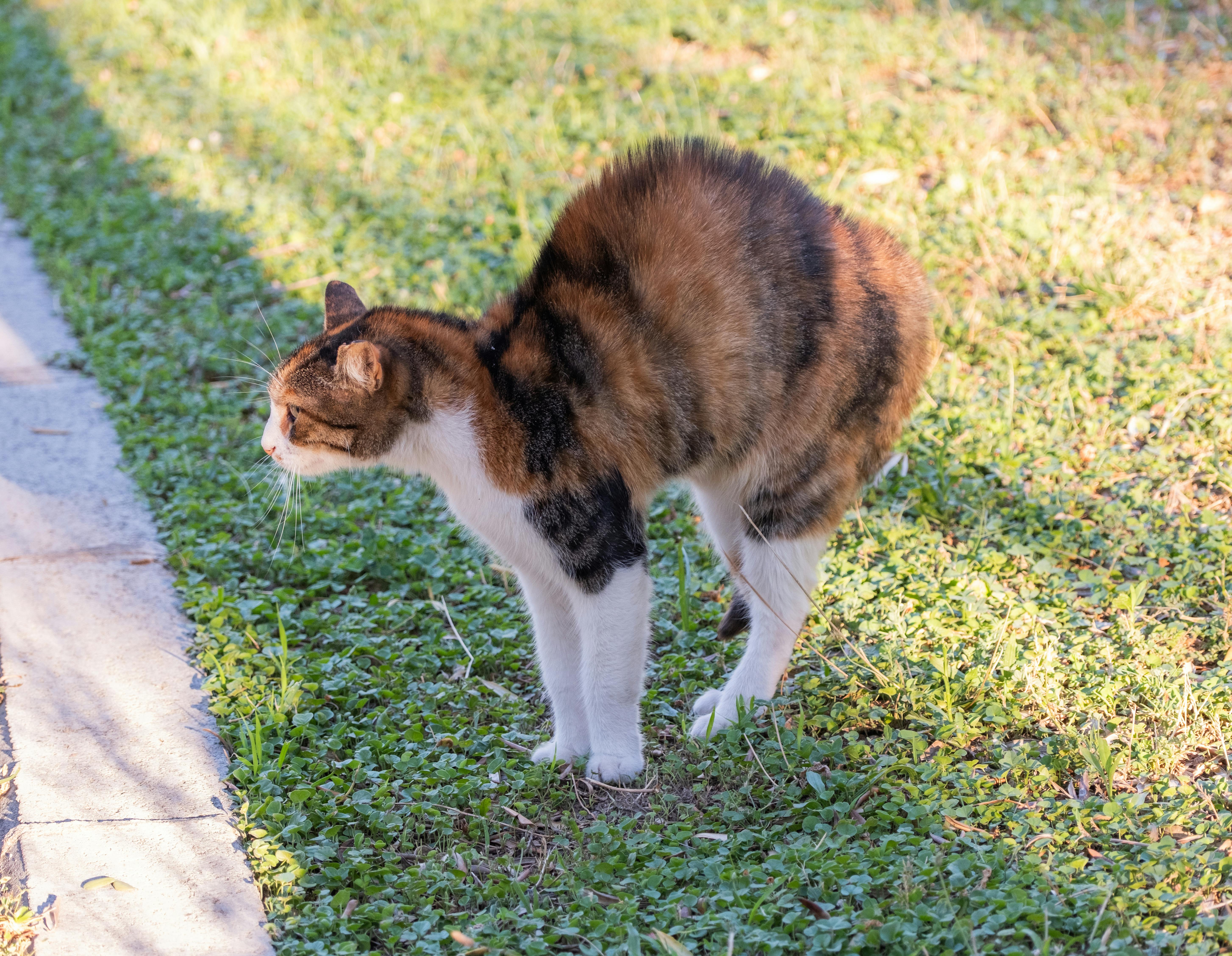 A cat is standing on the grass and looking down